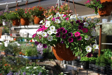 Rare Petunia Seeds valued for bedding Displays