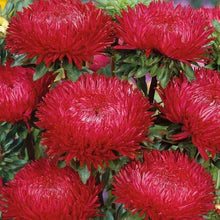 Red Double Gremlin Aster Seeds for growers seeking a long-blooming display