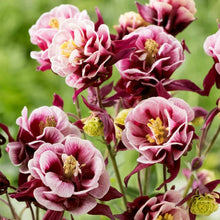Winky Double Columbine Seeds (Aquilegia vulgaris) for growers filling out the Flower Bed & Home Garden