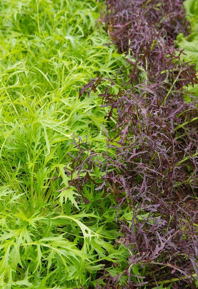 Mizuna Salad Greens ��������� Brassica rapa var. nipposinica ��������� for vegetable garden