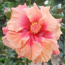 Hibiscus Rosa-Sinensis Rare Orange Pink Seeds for growers planting the Home Tropical Borders