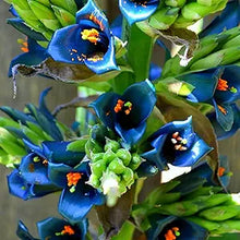 Puya Alpestris Seeds (Puya alpestris) for a lasting display in the Exotic Garden & Landscape