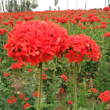 Lychnis fulgens  Campion flower  for planting in home flower beds