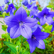 Blue Balloon Flower Platycodon Grandiflorus Perennial Plant Seeds for a colorful addition to any planting