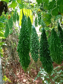 Bitter Melon Seeds (Momordica charantia) for a fresh homegrown crop from the Vegetable Patch & Garden