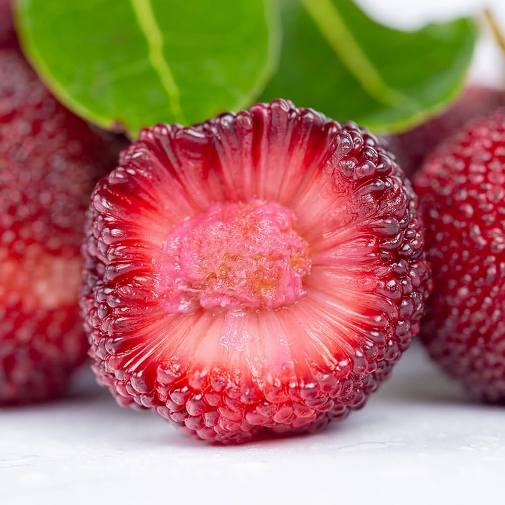 Myrica rubra red bayberry seeds for outdoor garden and fruit tree cultivation