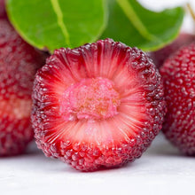 Myrica rubra red bayberry seeds for outdoor garden and fruit tree cultivation