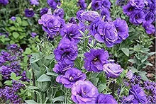 Lisianthus Eustoma Grandiflorum Purple Flower Seeds for Planting – Elegant Blooms for Garden Borders and Floral Arrangements