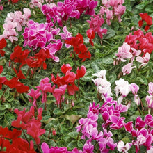 Cyclamen Seeds for a lasting display in the DIY Home & Garden