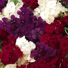Phlox seeds (21st Century Patriot Mix, annual) producing low-growing clusters of star-shaped red, white, and blue flowers perfect for flower beds