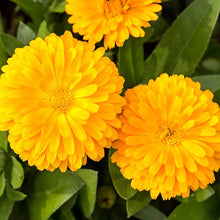 Calendula Golden Emperor Seeds for a bright addition to the Cottage Garden Flower Beds