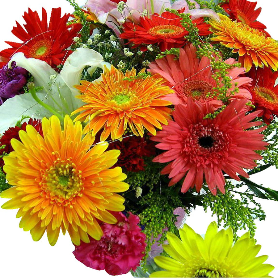 Gerbera Daisy Flower ��������� Gerbera jamesonii ��������� for planting in red garden