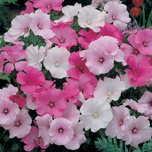 White Lavatera Seeds for seasonal color across the Colorful Garden
