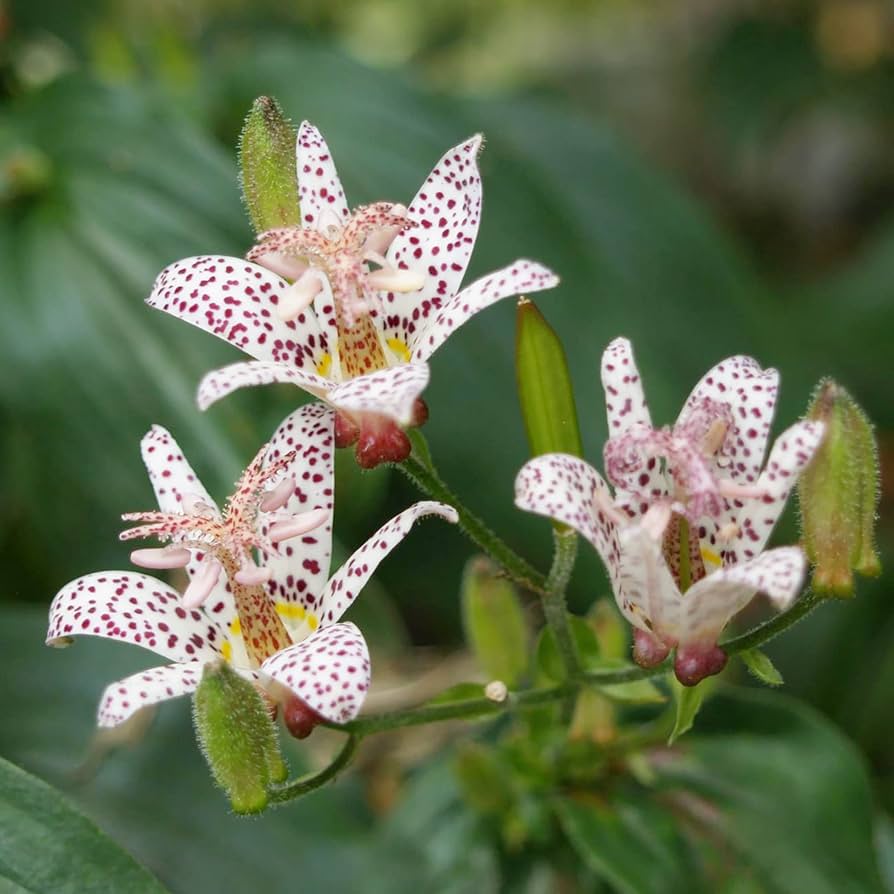 White and blue toad lily flower seeds