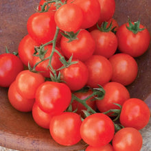 Heirloom Sweetie Tomato Red Cherry Seeds known for sweet, Red Cherry High Yields
