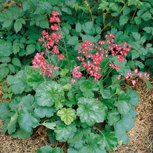 Heuchera Seeds (Heuchera sanguinea) for a lasting display in the Shade Flower Border