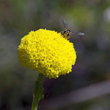 Billy Buttons Craspedia Globosa Seeds for gardeners building out beds and borders