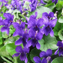 Viola Queen Charlotte Seeds for a fragrant addition to the herb patch