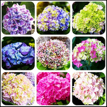 Hydrangea Hydrangea Macrophylla Bonsai Seeds for long-term planting in the Indoor Balcony Displays