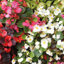 Annual Perennial White Fibrous Begonia Semperflorens Flower Houseseeds Seeds for a colorful addition to any planting