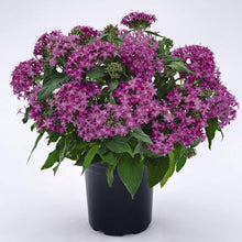 Pentas flower Pentas lanceolata Graffiti Violet star-shaped flower seeds for planting in sunny garden beds