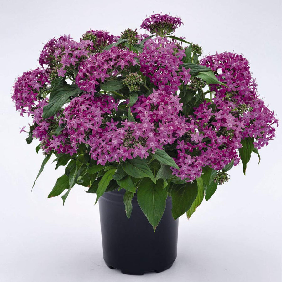 Pentas flower Pentas lanceolata Graffiti Violet star-shaped flower seeds for planting in sunny garden beds