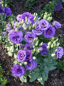 Lisianthus Eustoma Grandiflorum Lila and Picotee Seeds for colorful blooms in the Decorative Garden Borders