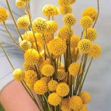 Craspedia Globosa Drumstick Seeds for reliable seasonal color