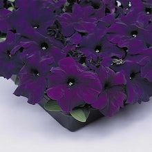 Petunia Petunia Hybrida Seeds for a bright addition to the Garden Hanging Pots