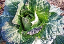 Collard Greens Seeds (Brassica oleracea) for a bright addition to the Georgia Southern in Kitchen Garden