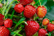 Everbearing Strawberry Seeds for growers planting the Vegetable Patch & Garden