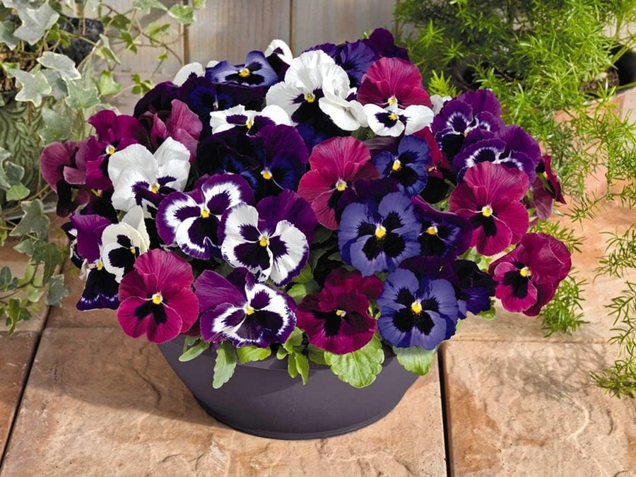 Italian Pansy ��������� Viola tricolor ��������� for garden planting