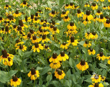 Clasping Coneflower Seeds for seasonal color across the Vibrant Wildflower Gardens