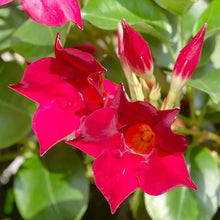 Mandevilla Sanderi flowering plant Seeds for seasonal color across the home garden and vertical gardening