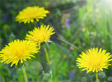 Dandelion Seeds for growers seeking a long-blooming display