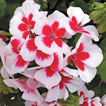 Pelargonium Seeds (Pelargonium zonale) for seasonal color across the Indoor Pots