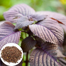 Perilla Frutescens Seeds for seasonal color across the Herb Garden & Vegetable Patch