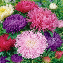 Aster Samen -Gremlin Rot (Callistephus Hoch Doppel Seeds (Gremlin rot) for a colorful addition to any planting