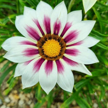 Gazania Rigens flower seeds for home garden and container planting - for planting in home garden