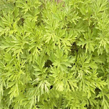 Light Purple Artemisia Annua Seeds for growers seeking a long-blooming display