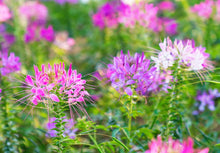 Giant Queen Mix Cleome Seeds grown for spider Flowers Perennial Blooms
