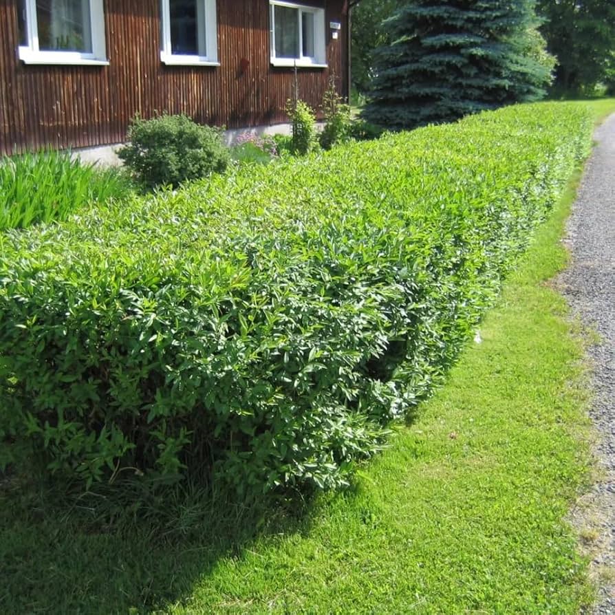 Ligustrum Vulgare Ligustrum vulgare for planting in hedge