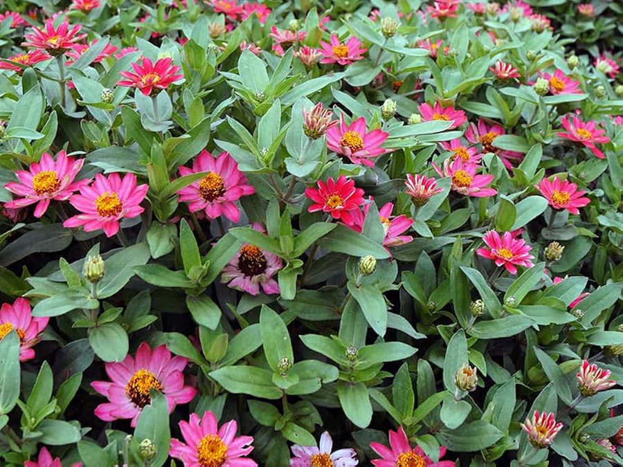 Zinnia Zinnia elegans for planting in flower bed