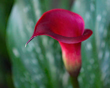 Red Calla Lily Seeds for seasonal color across the Flower Bed & Garden