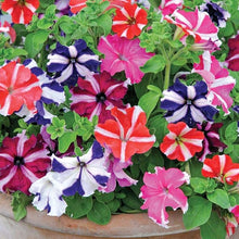 Star Mix Petunia Mixed Colors Garden Seeds for reliable seasonal color