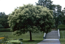 Korean Evodia Danielli Tree Seeds for a lasting addition to the landscape
