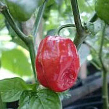 Aji (Dulce #2 Pepper Capsicum chinense vegetable) for planting in garden