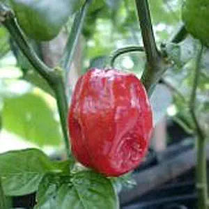 Aji (Dulce #2 Pepper Capsicum chinense vegetable) for planting in garden