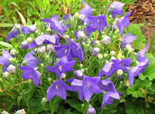 Balloon Flower Platycodon Grandiflorus Seeds for growers filling out the Herb Garden