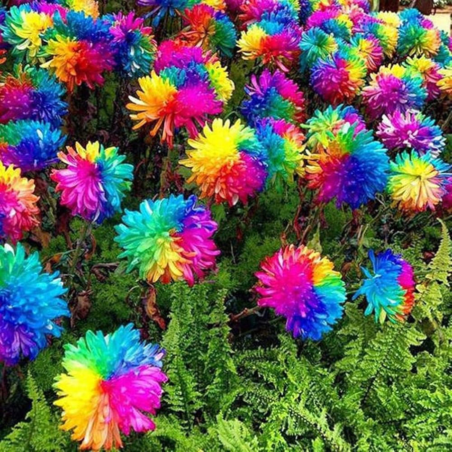 Multicolored Chrysanthemum Chrysanthemum Morifolium flower seeds for planting in home garden and backyard beds - for planting in home garden